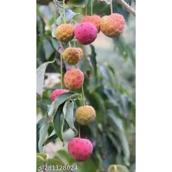 Graceful Litchi Plant